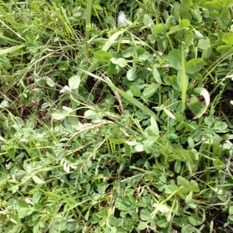 [Thumbnail for 2nd Year Pasture Seed Plants Spring 2012 a.JPG]